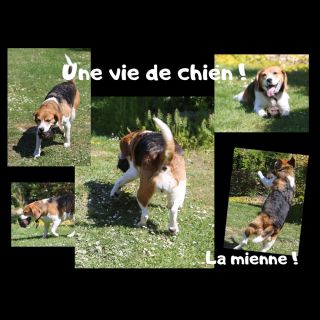 Une-vie-de-chien